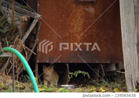 Two homeless kittens are hiding from danger. Two homeless kittens are hiding from danger. 139565638