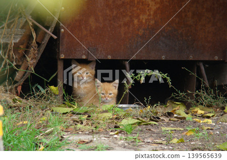 Two homeless kittens are hiding from danger. Two homeless kittens are hiding from danger. 139565639