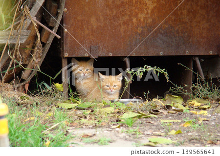 Two homeless kittens are hiding from danger. Two homeless kittens are hiding from danger. 139565641