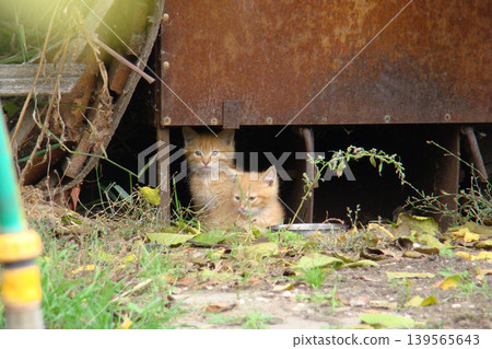 Two homeless kittens are hiding from danger. Two homeless kittens are hiding from danger. 139565643