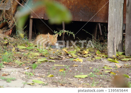 Two homeless kittens are hiding from danger. Two homeless kittens are hiding from danger. 139565644