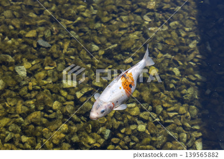 Lively Fish Swimming Gracefully in a Serene Pond Surrounded by Underwater Rocks and Greenery 139565882