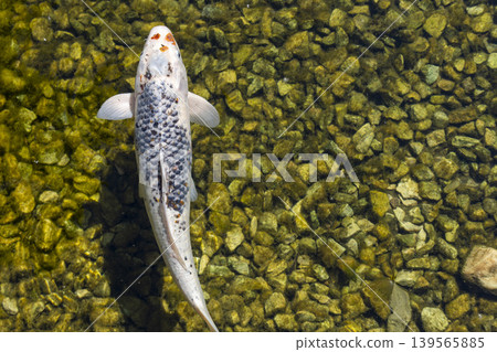 A Vibrant Fish Gracefully Swimming Through a Tranquil Pond Surrounded by Lush Greenery and Reflections A Vibrant Fish Gracefully Swimming Through a Tranquil Pond Surrounded by Lush Greenery and Reflections 139565885