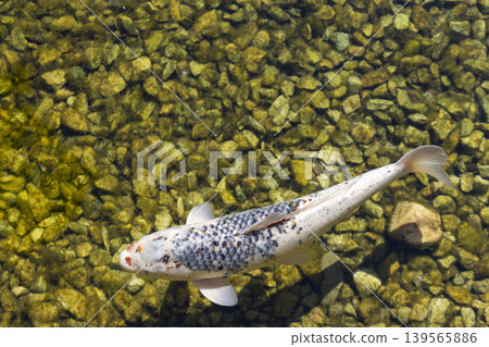 Beautiful fish gracefully swimming in a tranquil pond filled with crystal clear water surrounded by lush greenery. 139565886