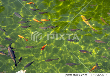 A mesmerizing underwater scene featuring a vibrant group of colorful fish gracefully swimming in a serene pond. A mesmerizing underwater scene featuring a vibrant group of colorful fish gracefully swimming in a serene pond. 139565893