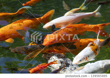 A Vibrant School of Koi Fish Gracefully Swimming in a Serene Pond Surrounded by Lush Greenery 139565895