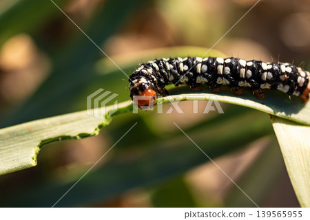 Spotted caterpillar eating a leaf Spotted caterpillar eating a leaf 139565955