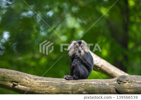 Lion Tailed Macaque Sitting on Tree Branch Lion Tailed Macaque Sitting on Tree Branch 139566539