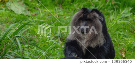 Lion Tailed Macaque Walking Through Dense Green Fores Lion Tailed Macaque Walking Through Dense Green Fores 139566540