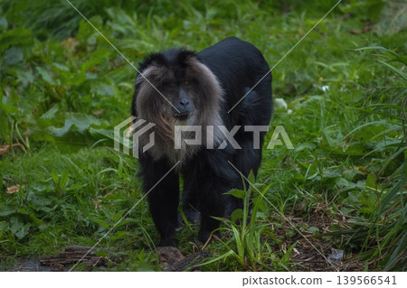 Lion Tailed Macaque Walking Through Dense Green Fores Lion Tailed Macaque Walking Through Dense Green Fores 139566541