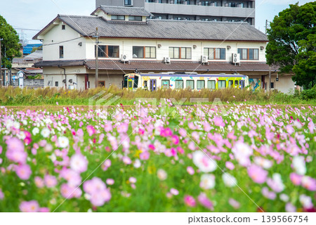JR關站的列車進出站畫面以及一片波斯菊花田(三重縣龜山市關町) JR關站的列車進出站畫面以及一片波斯菊花田(三重縣龜山市關町) 139566754