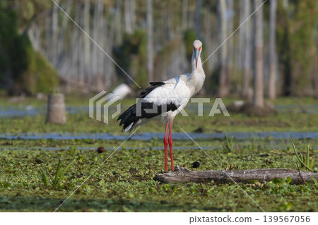 Maguari Stork, La Estrella marsh, Nature Reserve, Formosa Province, Argentina. Maguari Stork, La Estrella marsh, Nature Reserve, Formosa Province, Argentina. 139567056