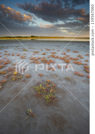 Desert soil in a dry lagoon, La Pampa province, Patagonia, Argentina. 139567060