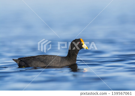 White winged coot, La Pampa province, Patagonia, Argentina. White winged coot, La Pampa province, Patagonia, Argentina. 139567061