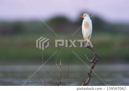 Cattle Egret, Bubulcus ibis, perched, La Pampa Province, Patagonia, Argentina Cattle Egret, Bubulcus ibis, perched, La Pampa Province, Patagonia, Argentina 139567062