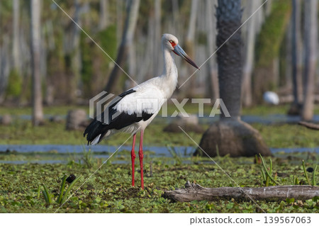 Maguari Stork, La Estrella marsh, Nature Reserve, Formosa Province, Argentina. 139567063