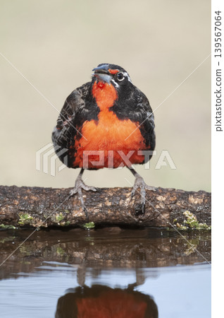 Long tailed Meadowlark, perched in Pampas grassland environment, La Pampa Province, Patagonia, Argentina. Long tailed Meadowlark, perched in Pampas grassland environment, La Pampa Province, Patagonia, Argentina. 139567064