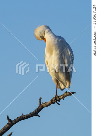 Cattle Egret, Bubulcus ibis, perched, La Pampa Province, Patagonia, Argentina Cattle Egret, Bubulcus ibis, perched, La Pampa Province, Patagonia, Argentina 139567124