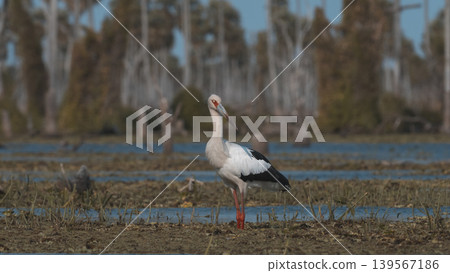 Maguari Stork, La Estrella marsh, Nature Reserve, Formosa Province, Argentina. Maguari Stork, La Estrella marsh, Nature Reserve, Formosa Province, Argentina. 139567186