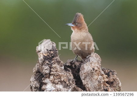 Brown cacholote , in Pampas forest environment, La Pampa province, Patagonia , Argentina Brown cacholote , in Pampas forest environment, La Pampa province, Patagonia , Argentina 139567296