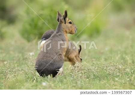 Patagonian Cavi.Peninsula de Valdes Patagonian Cavi.Peninsula de Valdes 139567307
