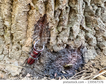 A stag beetle drinking oak sap. 139567376