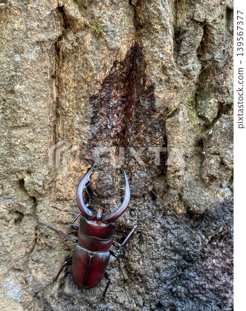Close-up of a stag beetle sucking tree sap (vertical) Close-up of a stag beetle sucking tree sap (vertical) 139567377