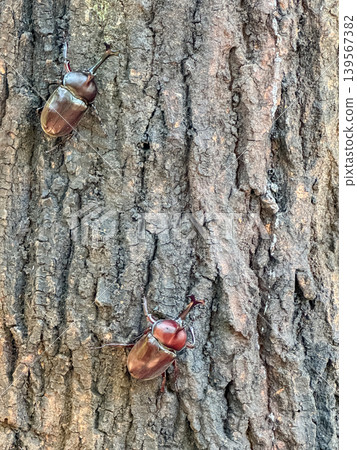 Unusual | A summer oak tree and two rhinoceros beetles Unusual | A summer oak tree and two rhinoceros beetles 139567382