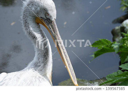 Close Up Portrait of White Pelican by Water 139567385
