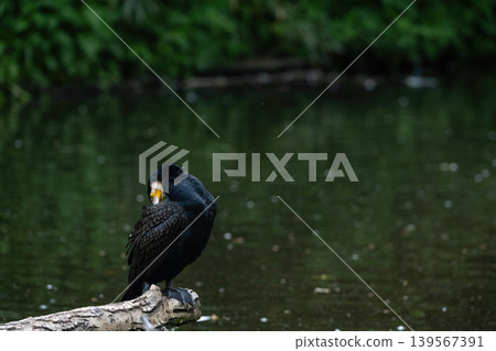 Black Cormorant Standing on Log Near Water 139567391