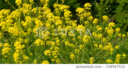Turkish wartycabbage yellow wild flowers Bunias orientalis, hill mustard or turkish rocket flowers Turkish wartycabbage yellow wild flowers Bunias orientalis, hill mustard or turkish rocket flowers 139567522