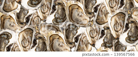 Fresh Opened Oyster Pattern Fresh Opened Oyster Pattern 139567566