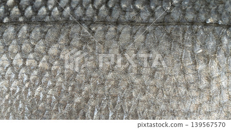 Fish scales texture background, sea bass skin close up, macro shot of silver labrax scale Fish scales texture background, sea bass skin close up, macro shot of silver labrax scale 139567570