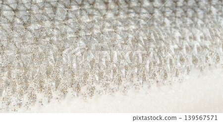 Fish scales texture background, sea bass skin close up, macro shot of silver labrax scale Fish scales texture background, sea bass skin close up, macro shot of silver labrax scale 139567571