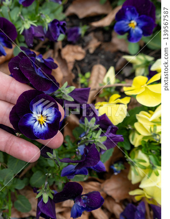 Small Violet Pansies on Palm Hand, Tricolor Viola Close up, Viola Flowers Bed, Heartsease Mix Small Violet Pansies on Palm Hand, Tricolor Viola Close up, Viola Flowers Bed, Heartsease Mix 139567587