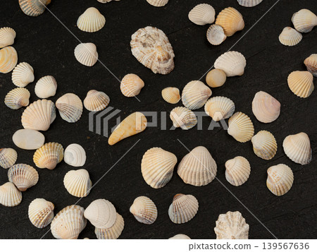 Seashell pattern top view. Sea shells textured background Seashell pattern top view. Sea shells textured background 139567636