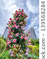 Rose Garden at Yamashita Park 139568284