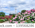 Roses in Yamashita Park and the Hikawa Maru 139568286