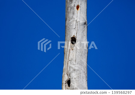 White dead trees agaist the blue sky 139568297