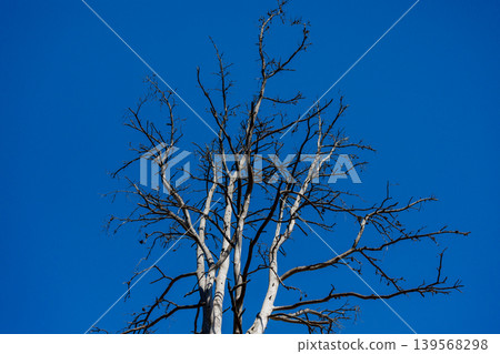 White dead trees agaist the blue sky 139568298