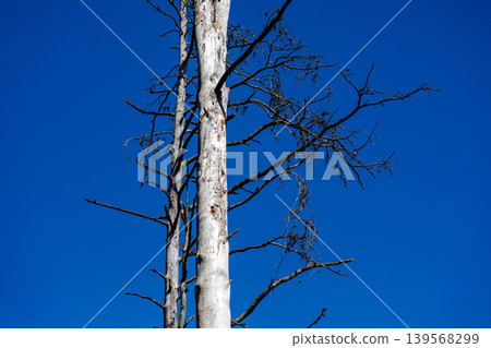 White dead trees agaist the blue sky White dead trees agaist the blue sky 139568299