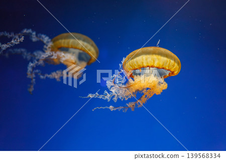 underwater photos of jellyfish chrysaora fuscescens jellyfish pacific sea nettle 139568334