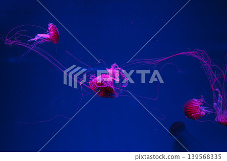 underwater photos of jellyfish chrysaora pacifica jellyfish japanese sea nettle underwater photos of jellyfish chrysaora pacifica jellyfish japanese sea nettle 139568335