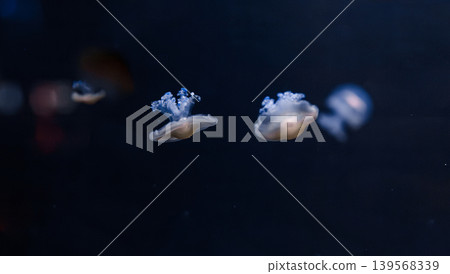 underwater photos of mediterranean jellyfish Cotylorhiza tuberculata 139568339
