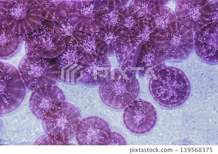 underwater photography jellyfish Cassiopea andromeda, upside down jellyfish underwater photography jellyfish Cassiopea andromeda, upside down jellyfish 139568375