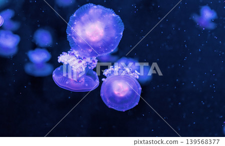 underwater photography jellyfish Cotylorhiza tuberculata, Mediterranean jellyfish underwater photography jellyfish Cotylorhiza tuberculata, Mediterranean jellyfish 139568377