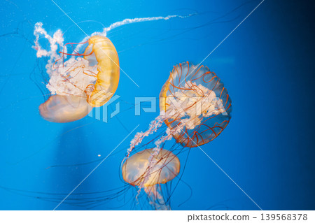 underwater photography jellyfish Chrysaora fuscescens, Pacific sea nettle, West Coast sea nettle underwater photography jellyfish Chrysaora fuscescens, Pacific sea nettle, West Coast sea nettle 139568378