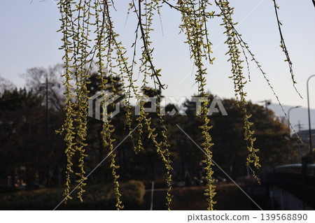 A landscape of weeping willows with new green buds. A landscape of weeping willows with new green buds. 139568890