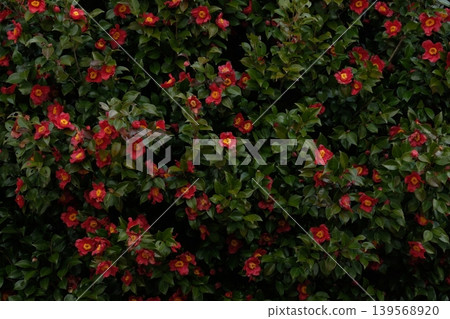 山茶花,整片田野 山茶花,整片田野 139568920