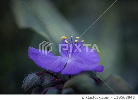 Purple Spiderwort Flower in Macro View Purple Spiderwort Flower in Macro View 139568948